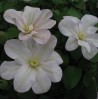 Clematis Jeanes Pink