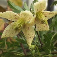 Clematis cirrhosa balearica