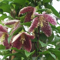 Clematis cirrhosa Freckles
