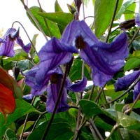 Clematis eriostemon Hendersonii