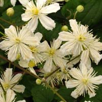 Clematis fargesioides Paul Farges /  Summersnow