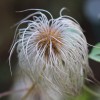 Clematis orientalis x serratifolia Helios