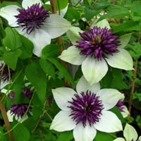 Clematis florida bicolor/flor. Sieboldii