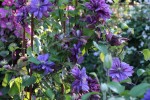 Clematis Flamenco Dancer