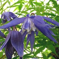 Clematis macropetala