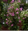 Clematis int.Ember