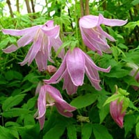 Clematis macropetala Rosy o` Grady