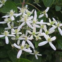 Clematis maximowiciana Syn. C.terniflora