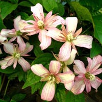 Clematis mont.Marjorie 