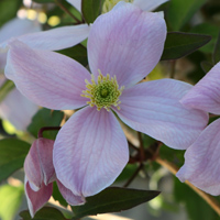 Clematis mont. rubens