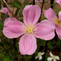 Clematis montana Tetra Rose