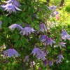 Clematis fauriei Cinderella