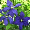 Clematis Rhapsody