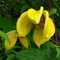Clematis orient.Bill MacKenzie