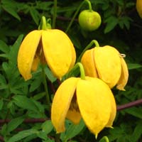 Clematis orient.Orange Peel