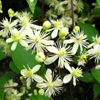 Clematis vitalba