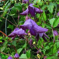 Clematis viticella bot.Art