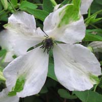Clematis vit.Alba Luxurians