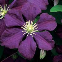 Clematis vit.Etoile Violette