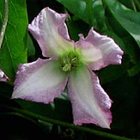 Clematis vit.Little Nell