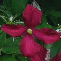 Clematis vit.Mme Julia Correvon 