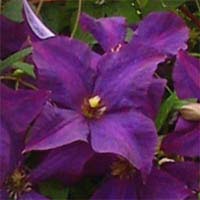 Clematis viticella Polish Spirit