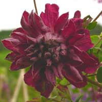Clematis vit.Purpurea Plena Elegans