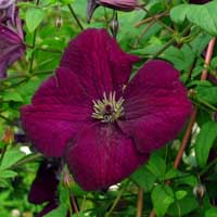 Clematis vit.Royal Velours