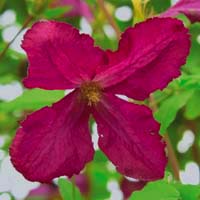 Clematis vit. S�dert�lje