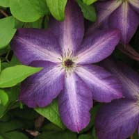 Clematis vit.Venosa Violacea