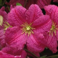 Clematis vit.Abundance