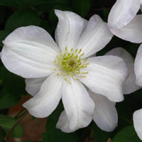 Clematis Huldine
