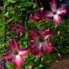 Clematis vit. Tango