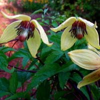 Clematis serratifolia bot. Art