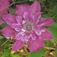 Clematis Scartho-Gem
