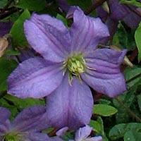 Clematis vit.Prince Charles