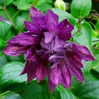 Clematis vit.Mary Rose