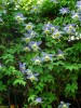 Clematis alpina Blue Princess