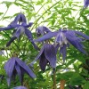 Clematis macropetala