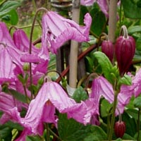 Clematis eriost.Heather Herschell