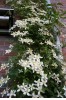 Clematis montana Wilsonii