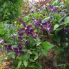 Clematis int. x tex.Lord Herschell 