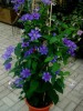 Clematis K�nigskind � (blau)
