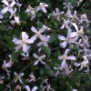 Clematis triternata Tranquility BFCC