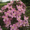 Clematis montana Tetra Rose