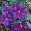 Clematis Star of India
