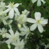 Clematis recta Pamela