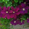 Clematis Warszawska Nike