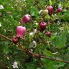 Clematis texensis Coralie