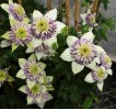 Clematis florida Viennetta Evipo 006 TM